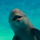 ( ノﾟДﾟ)こんにちはー