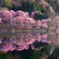 中綱湖の桜～朝の光