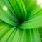 Green spiral