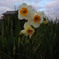 DSCN1351