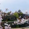 桜と岡山城