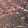 雪中紅梅