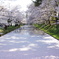 桜の絨毯