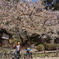染井吉野