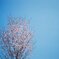 桜と鳶と青空と
