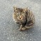 野良猫