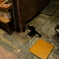 白靴下の仔猫