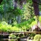 藤の花