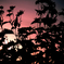 Silhouette　on　Red