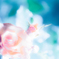 2015 薔薇　01