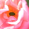 薔薇