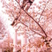 桜と鳥居。