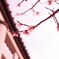 桜と鳥居。