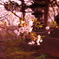 神社の桜。