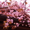 境内の桜。
