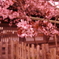 境内の桜。