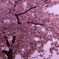 SAKURA！