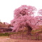 幌萌の桜。