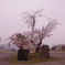 壮瞥の桜。