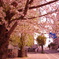 街の桜。