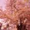 街の桜。