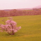 一本桜。