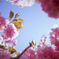 我が家の八重桜