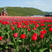 チューリップ公園Ⅱ