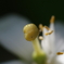 蜜柑の花 等倍