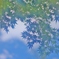 皐月の空