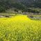 菜の花公園／長野県飯山市