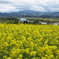 菜の花公園／長野県飯山市