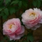 DSC01808