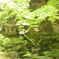 niwa