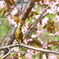 花見カワちゃん(^^)