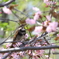 ツグミ桜(*^^*)