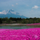 芝桜と富士