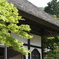 円覚寺と新緑