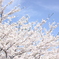 cherry tree