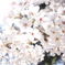 cherry blossoms