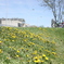 dandelion