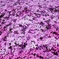 芝桜