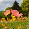 Poppy