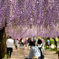 藤の花