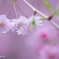 咲く桜