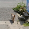帰っていく猫＊