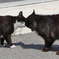 奇跡のキス♥＊