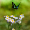 アゲハ蝶のオアシス