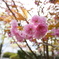 芦ノ湖です