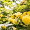 English Garden 5